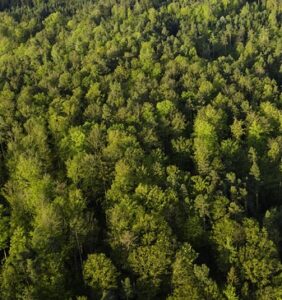COP30 em Belém: o Brasil no centro das decisões globais sobre o clima